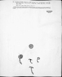 Image of Lepista nuda